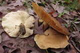 Hypsizygus ulmarius image