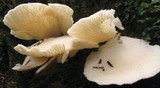 Pleurocybella porrigens image