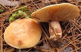Lactarius vinaceorufescens image