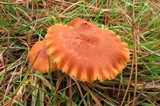 Laccaria bicolor image
