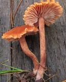 Laccaria bicolor image
