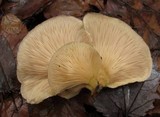 Sarcomyxa serotina image