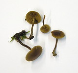 Galerina uncialis image