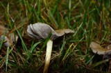 Hypholoma capnoides image