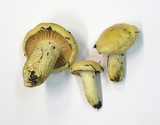 Hygrophorus gliocyclus image