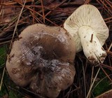 Tricholoma portentosum image