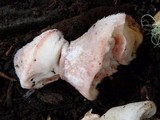 Tyromyces chioneus image