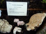 Tyromyces chioneus image