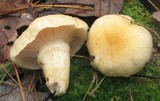 Hygrophorus flavodiscus image