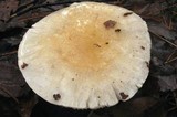 Hygrophorus flavodiscus image