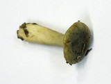 Lactarius blennius image