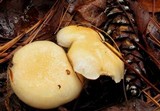 Hygrophorus flavodiscus image