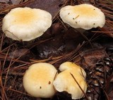 Hygrophorus flavodiscus image