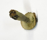 Lactarius blennius image