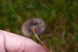 Psilocybe stuntzii image