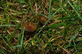 Psilocybe stuntzii image