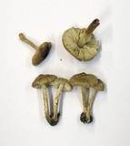 Lepiota griseovirens image