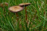 Psilocybe stuntzii image