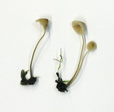 Mycena filopes image
