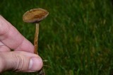 Psilocybe stuntzii image