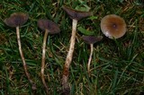 Psilocybe stuntzii image