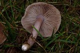 Inocybe griseolilacina image