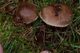 Inocybe griseolilacina image