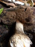 Tylopilus porphyrosporus image