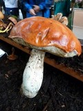 Leccinum vulpinum image