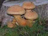 Gymnopilus ventricosus image