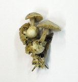 Volvariella surrecta image