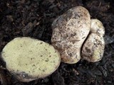 Rhizopogon villosulus image