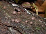 Lycogala epidendrum image