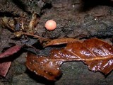 Lycogala epidendrum image