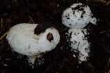 Amanita silvicola image