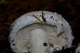 Amanita silvicola image