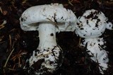 Amanita silvicola image