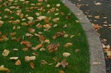 Armillaria solidipes image