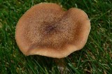 Armillaria solidipes image