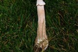 Armillaria solidipes image