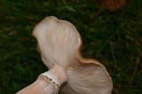 Armillaria solidipes image