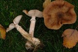 Armillaria solidipes image