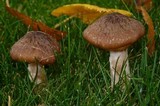 Armillaria solidipes image