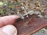 Mycena corticalis image