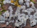 Sebacina epigaea image