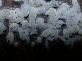 Sebacina epigaea image