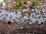 Sebacina epigaea image