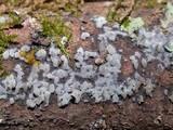 Sebacina epigaea image