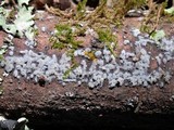 Sebacina epigaea image