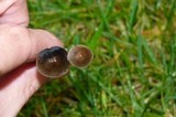 Panaeolus olivaceus image